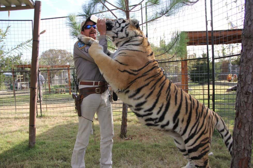 Tiger King, HDR