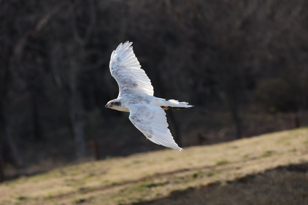 Captured on a Canon EOS R6