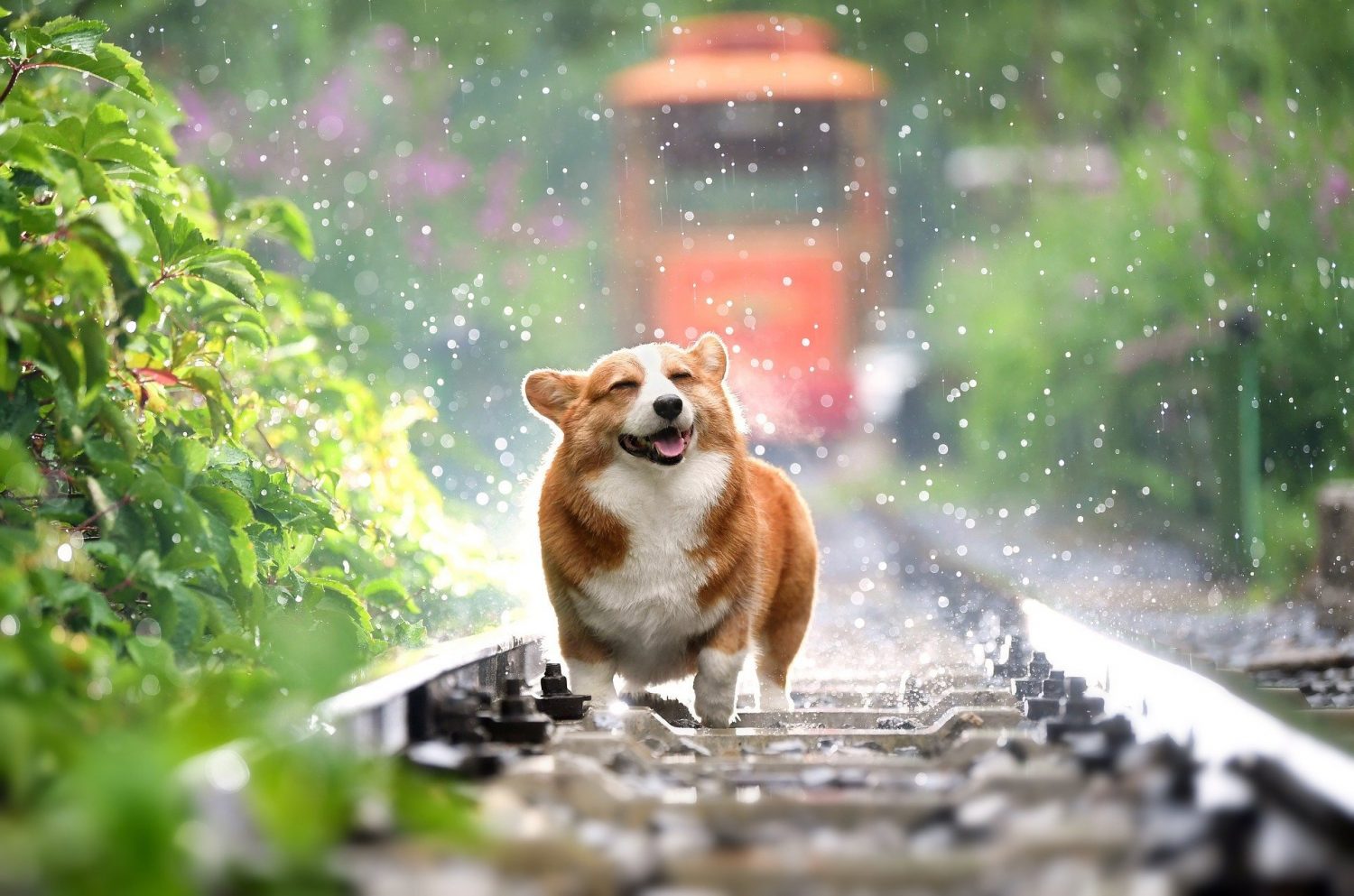 Happy corgi