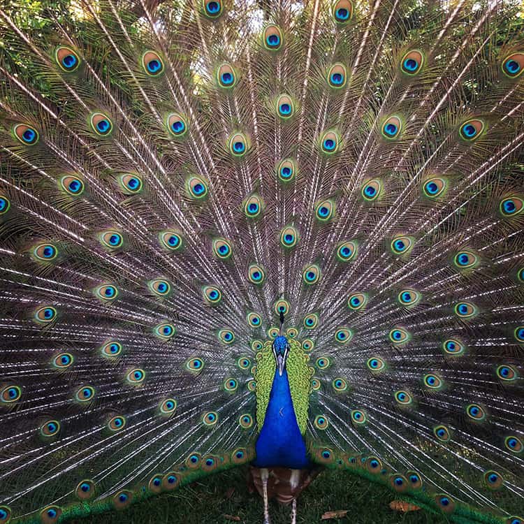 peacock