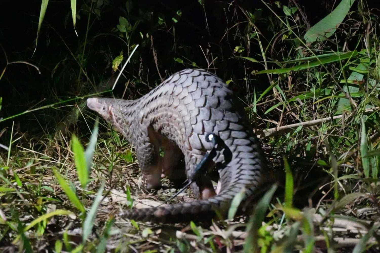 Pangolins, Wildlife drones, BIIP