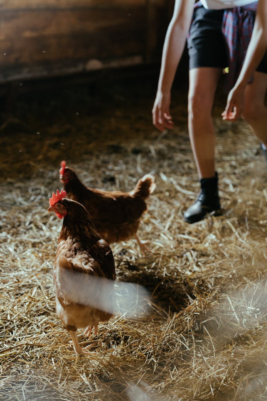 brown chicken on brown grass