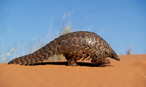 Pangolin, BIIP 