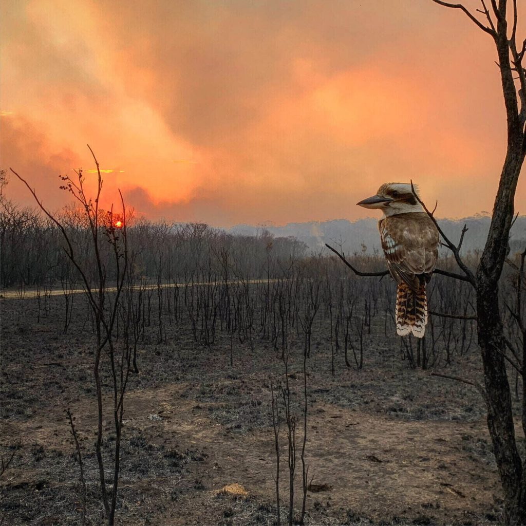 Adam Stevenson Australia-shortlist-open-competition-natural-world--wildlife-2020-sony-world-photography-awards