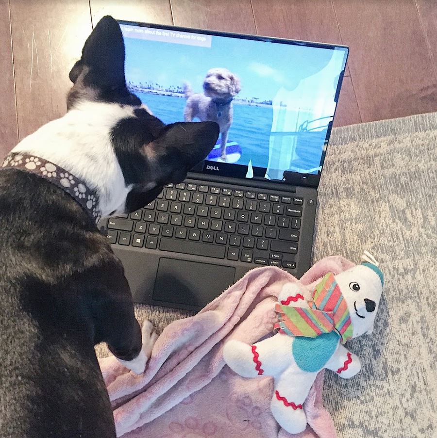 Dog TV