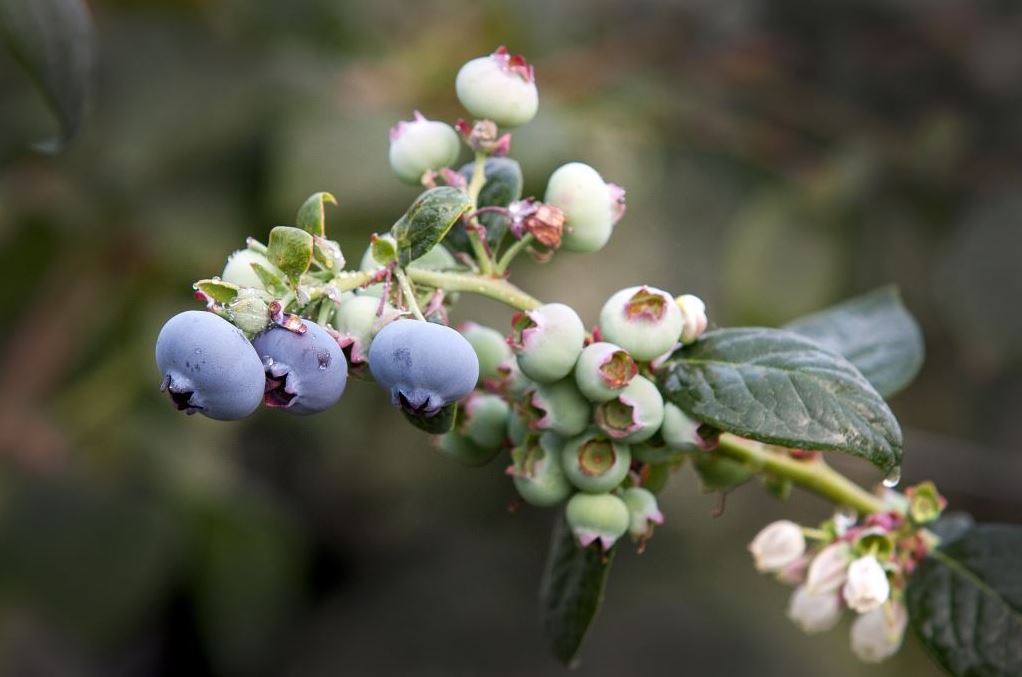 blueberries