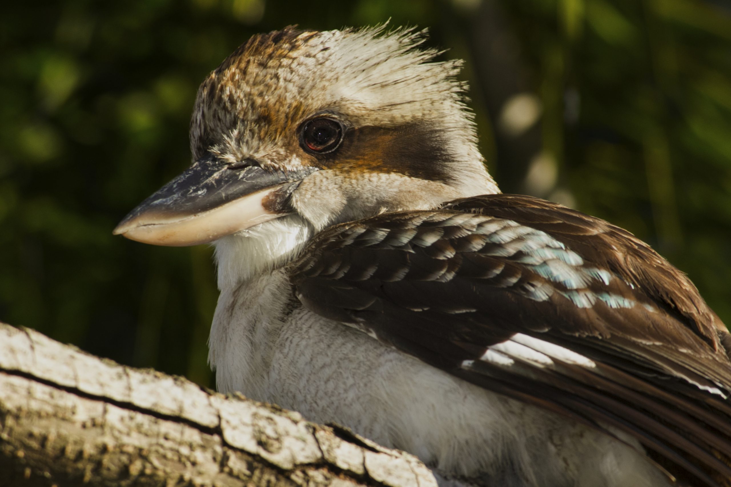 Kookaburra