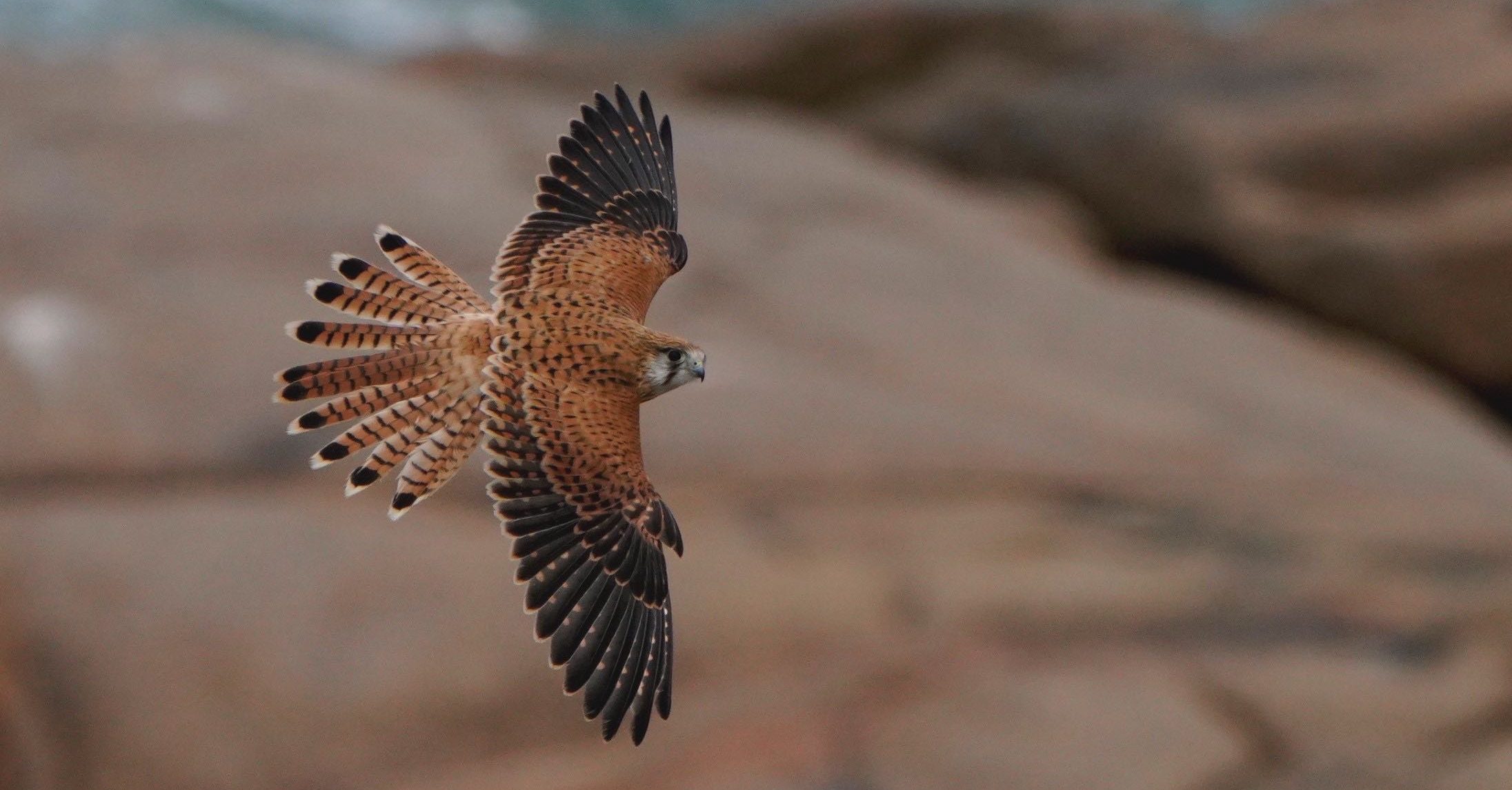 Nankeen kestrel in flight