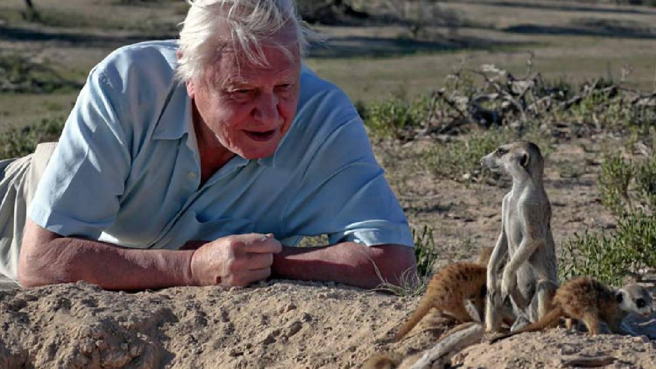 David Attenborough