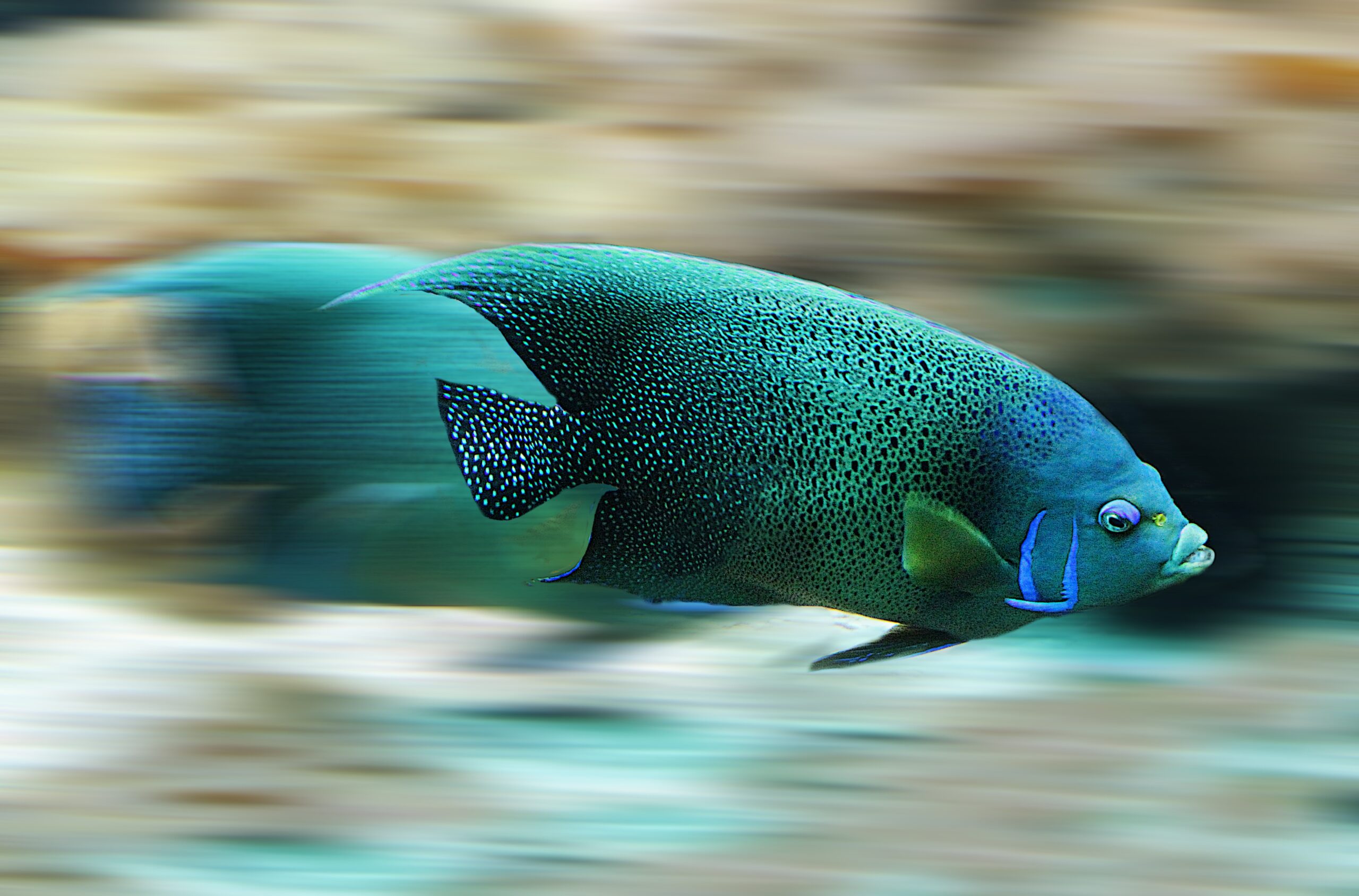 Marine fish