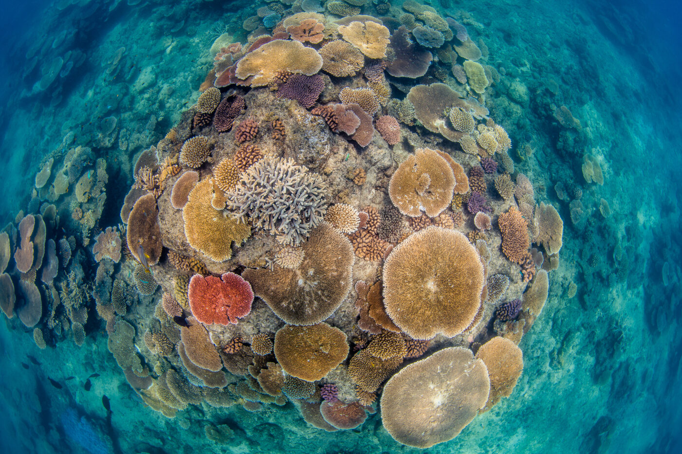 Great Barrier Reef