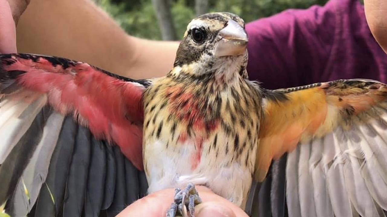 rose-breasted grosbeak